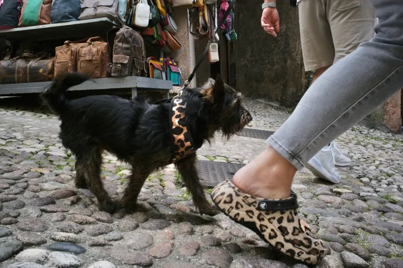 Il mio cane è il più bello: campanilismo, dialetto e zampe nel cuore degli italiani