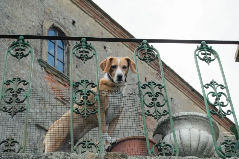 Cane di campagna, cane di città: come l'anima regionale italiana entra nel carattere del tuo quattrozampe