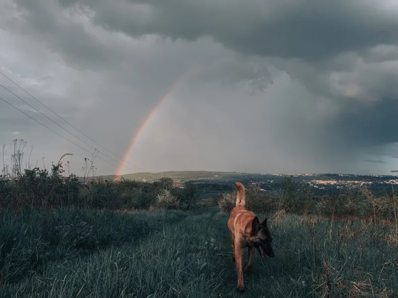 Fido sa già che arriva il temporale: i segnali nascosti che il tuo cane ti manda prima che cambi il tempo