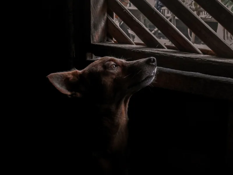 Quando il silenzio parla: i cani che non abbaiano e cosa vogliono davvero dirci