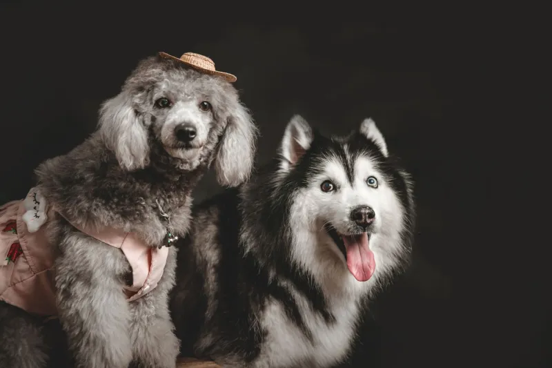 Stelle a quattro zampe: come i cani italiani conquistano passerelle e spot pubblicitari nel mondo