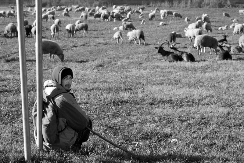 Quattro zampe e mille leggende: il cane nella cultura popolare italiana