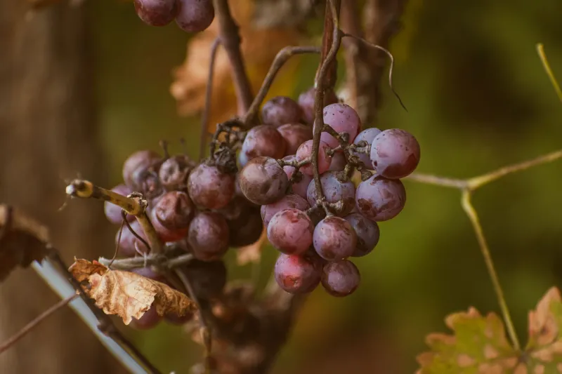 Cantina sì, ma con giudizio: tutto quello che devi sapere per portare il cane tra le vigne in sicurezza