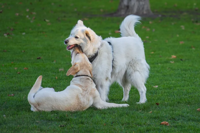 Città a misura di zampa: la rivoluzione urbana che mette il cane al centro