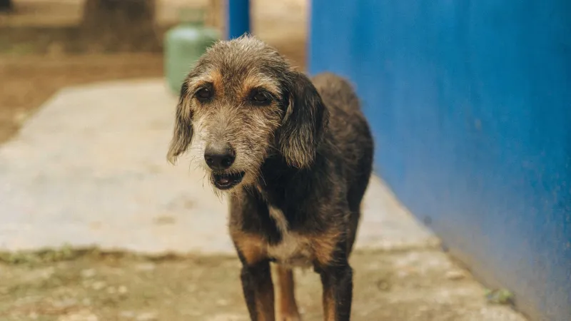 Da randagi a re: le storie vere di cani abbandonati che hanno ritrovato casa e cambiato la vita degli italiani