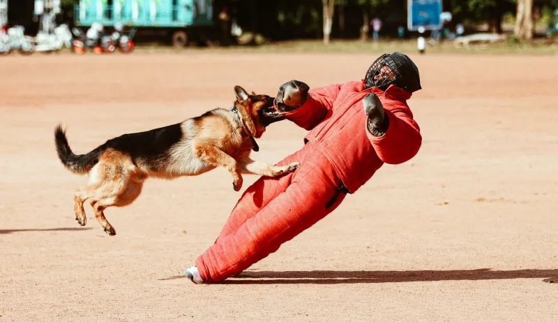 Maestri a quattro zampe: i luoghi e le persone che tengono viva l'arte dell'addestramento canino in Italia