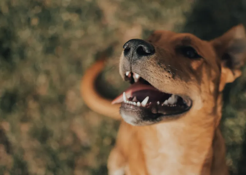 Parla con la coda: la guida italiana per capire davvero cosa sente il tuo cane