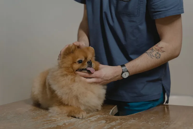 Quando una zampa guarisce: la pet therapy nelle corsie e nelle comunità italiane