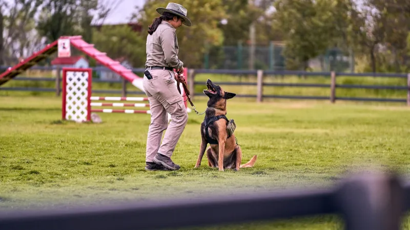 Quando il cane diventa lavoro: le storie di chi ha scommesso tutto sulla passione cinofila