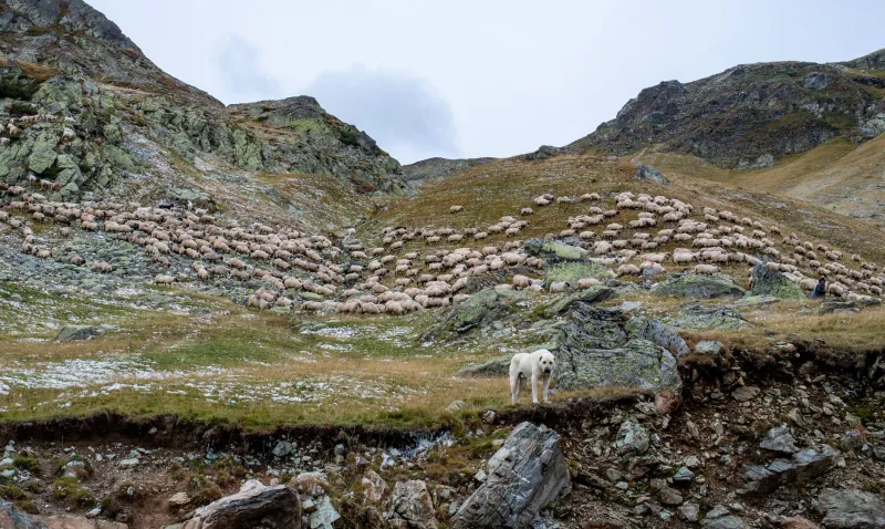 Radici profonde: come la terra italiana ha plasmato l'anima dei nostri cani