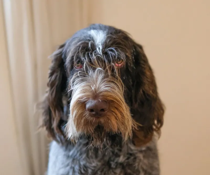 Sangue italiano nelle vene: le razze canine che raccontano la nostra storia