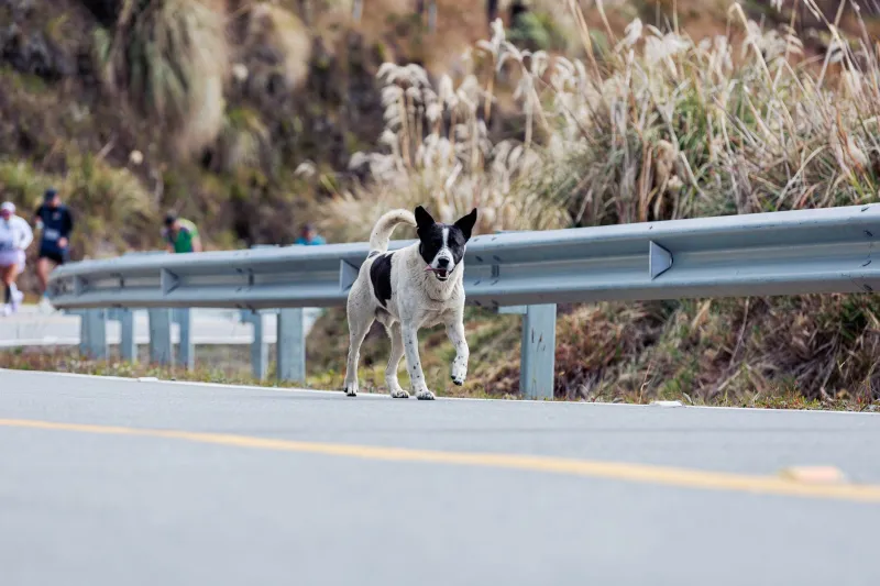 Zampe in gara: i cani sportivi che stanno riscrivendo l'avventura italiana all'aria aperta